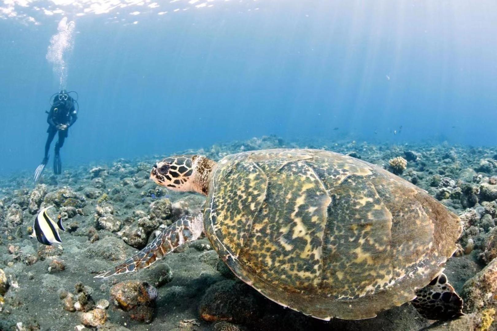 Villa Alba Bali Dive Resort Tulamben  Luaran gambar