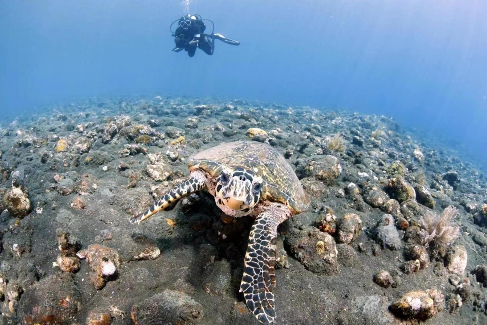 Villa Alba Bali Dive Resort Tulamben  Luaran gambar