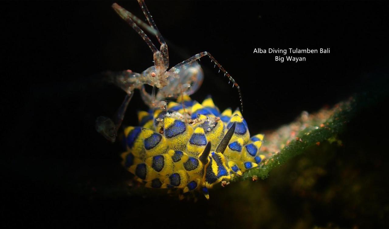 Villa Alba Bali Dive Resort Tulamben  Luaran gambar